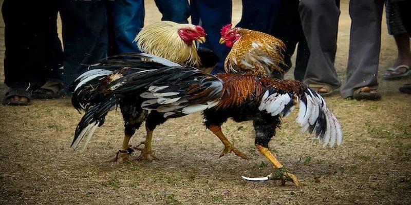 Tìm hiểu cụ thể về luật chơi đá gà cựa dao